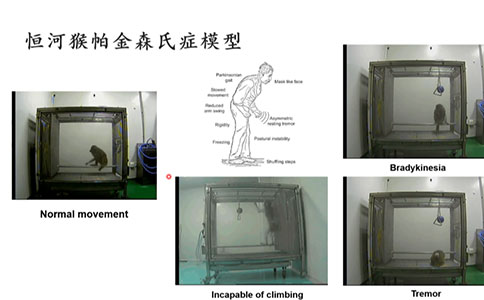 腦血管疾病動物模型領域有哪些創新技術？