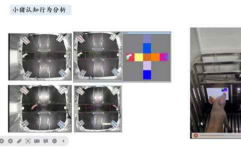 腦血管疾病動物模型領域有哪些創新技術？