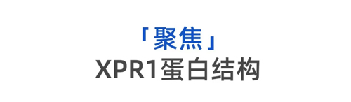 揭示細胞外排磷酸鹽機制，探索人體磷酸鹽轉運深層機密——Nature一作顏芮