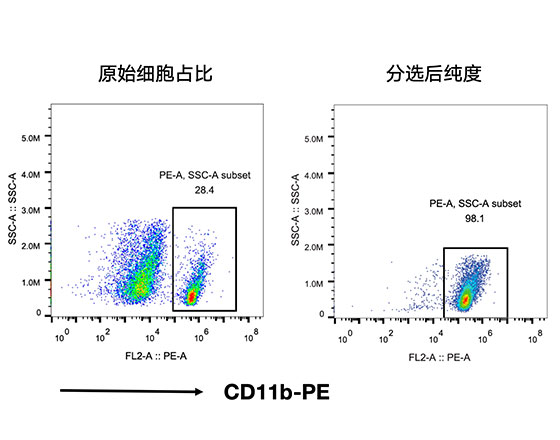CD11b+小膠質(zhì)細(xì)胞分選試劑盒