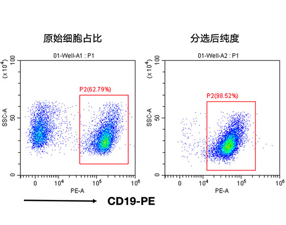 分選小鼠脾臟中的B細(xì)胞