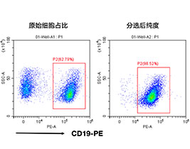 小鼠CD19+細(xì)胞分選試劑盒