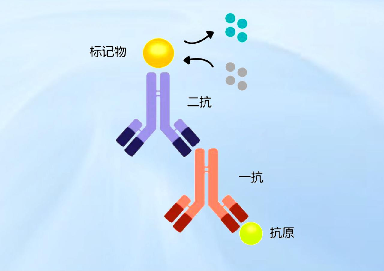 Western blot
